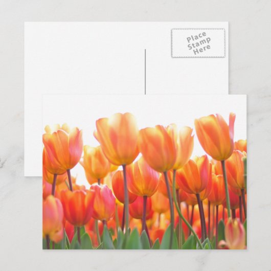 Schöne Tulpen Postkarte (Vorne/Hinten)