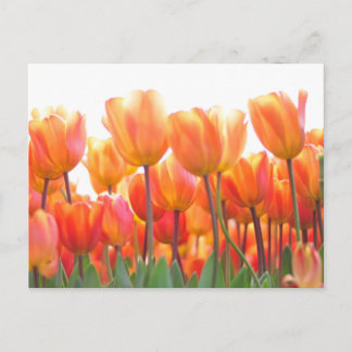 Schöne Tulpen Postkarte