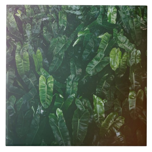 Schöne u. elegante tropische fliese (Vorderseite)