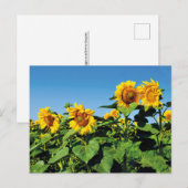 Schöne ukrainische Sonnenblumen Postkarte (Vorne/Hinten)