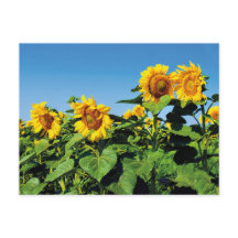 Schöne ukrainische Sonnenblumen Postkarte