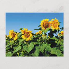 Schöne ukrainische Sonnenblumen Postkarte