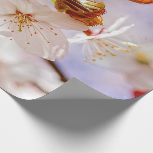 Schöne und elegante Sakura-Blume Geschenkpapier (Ecke)