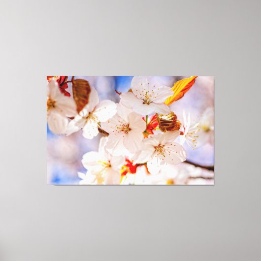 Schöne und elegante Sakura-Blume im Springtime Leinwanddruck (Vorderseite)