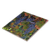 Schöne und farbenfrohe Weinroute Mendrisiotto Fliese (Seite)