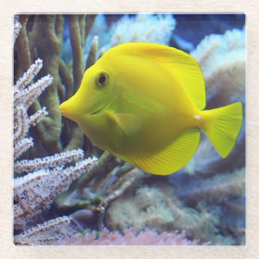 Schöne Unterwasser Gelben Tang Fisch und Korallen Glasuntersetzer (Vorderseite)