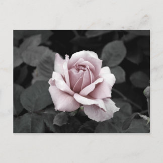 Schöne verblasste rosa Rosenblüten-Druck Postkarte