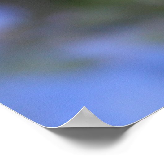 Schöne Vergessen-ich-nicht-Blume Poster (Ecke)