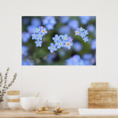Schöne Vergessen-ich-nicht-Blume Poster (Küche)