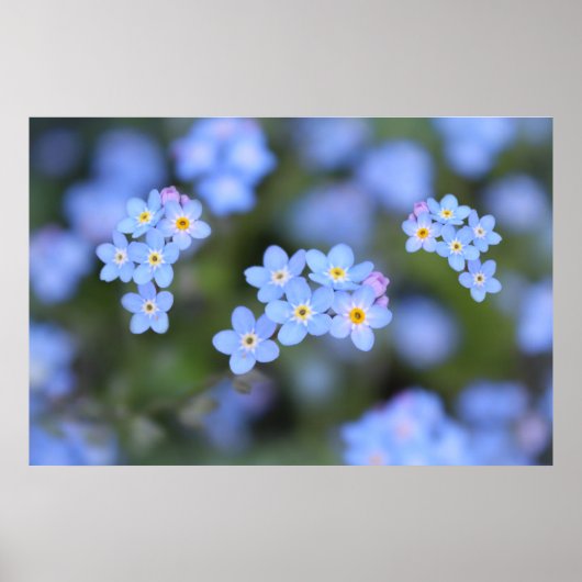 Schöne Vergessen-ich-nicht-Blume Poster (Vorne)