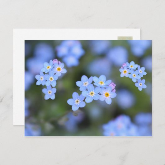 Schöne Vergessen-ich-nicht-Blume Postkarte (Vorne/Hinten)