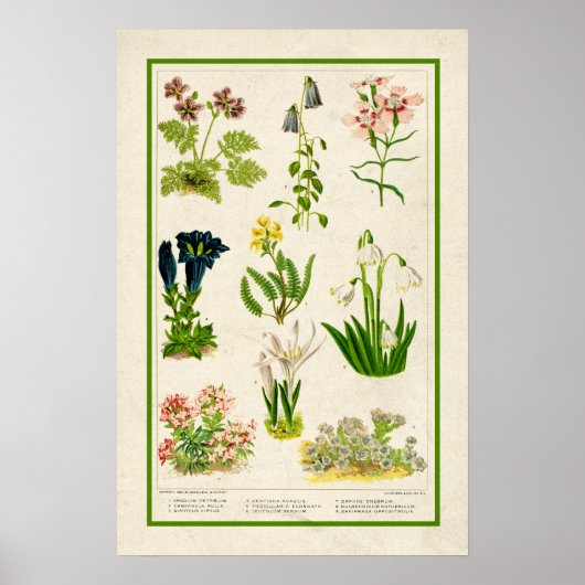 Schöne Vintag Inspirierte botanische Farbe Poster (Vorne)