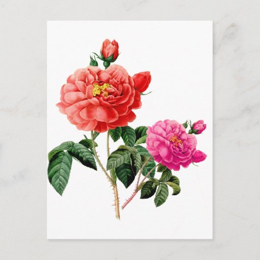 schöne, Vintage Blume in Rot und Rosa Postkarte (Vorderseite)