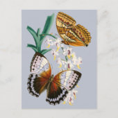 Schöne Vintage Blütenschmetterlingsdarstellung Postkarte (Vorderseite)