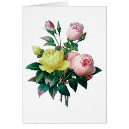 schöne Vintage botanische Abbildung, Rose