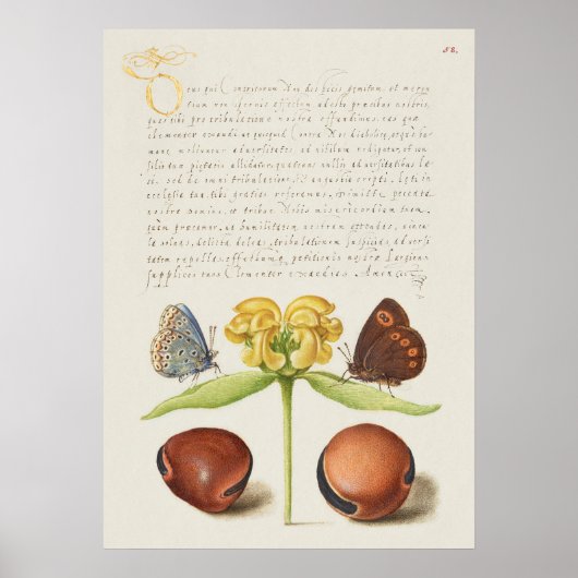 Schöne Vintage botanische Illustration Poster (Vorne)