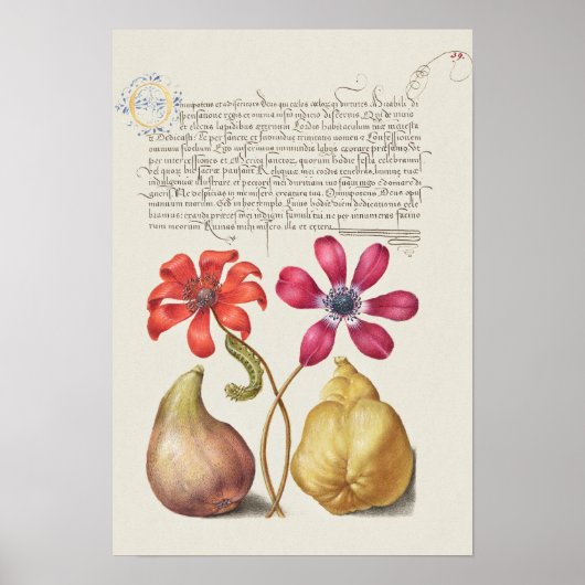 Schöne Vintage botanische Illustration Poster (Vorne)