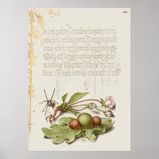 Schöne Vintage botanische Illustration Poster (Vorne)