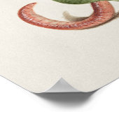 Schöne Vintage botanische Illustration Poster (Ecke)