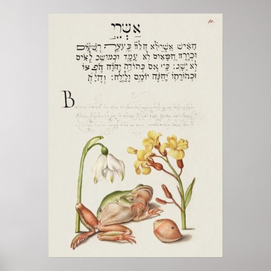 Schöne Vintage botanische Illustration Poster (Vorne)