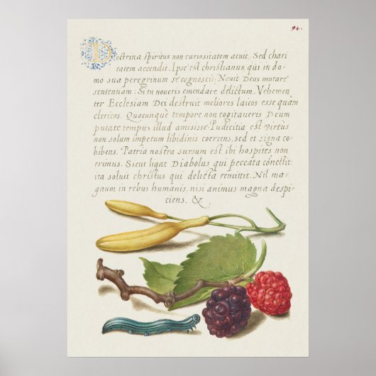 Schöne Vintage botanische Illustration Poster (Vorne)