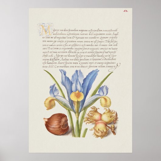 Schöne Vintage botanische Illustration Poster (Vorne)