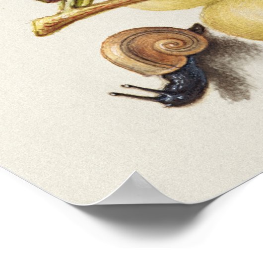 Schöne Vintage botanische Illustration Poster (Ecke)