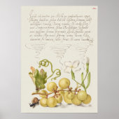 Schöne Vintage botanische Illustration Poster (Vorne)
