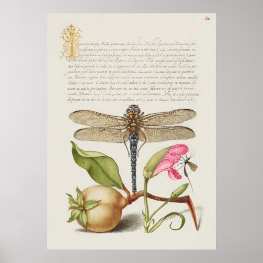 Schöne Vintage botanische Illustration Poster (Vorne)