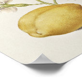 Schöne Vintage botanische Illustration Poster (Ecke)