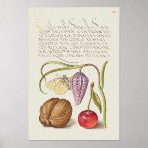 Schöne Vintage botanische Illustration Poster