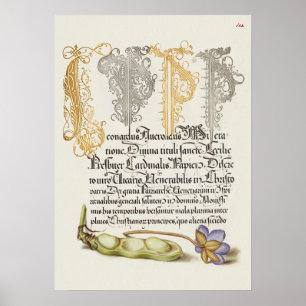 Schöne Vintage botanische Illustration Poster