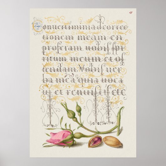 Schöne Vintage botanische Illustration Poster (Vorne)
