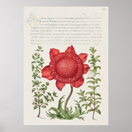 Schöne Vintage botanische Illustration Poster (Vorne)