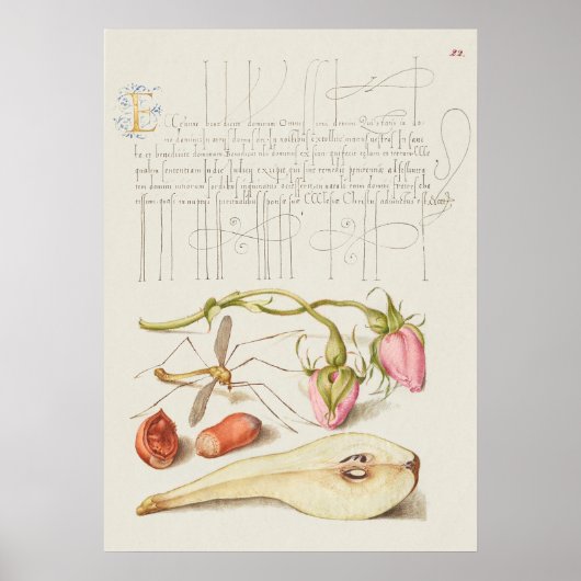 Schöne Vintage botanische Illustration Poster (Vorne)