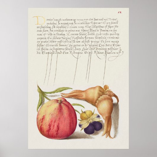 Schöne Vintage botanische Illustration Poster (Vorne)