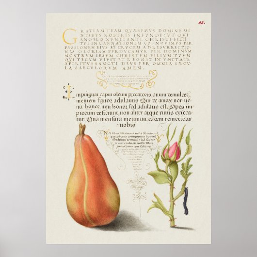 Schöne Vintage botanische Illustration Poster (Vorne)