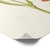 Schöne Vintage botanische Illustration Poster (Ecke)