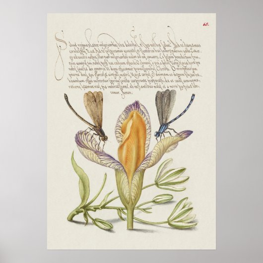 Schöne Vintage botanische Illustration Poster (Vorne)