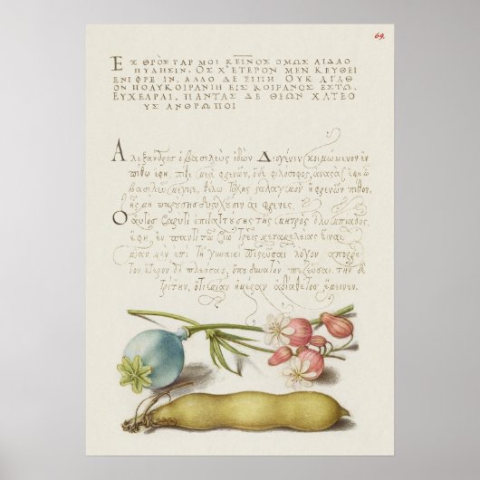 Schöne Vintage botanische Illustration Poster (Vorne)