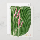 Schöne Vintage botanische Illustration Postkarte (Vorne/Hinten)