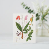 Schöne Vintage botanische Illustration Postkarte (Stehend Vorderseite)