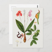 Schöne Vintage botanische Illustration Postkarte (Vorne/Hinten)