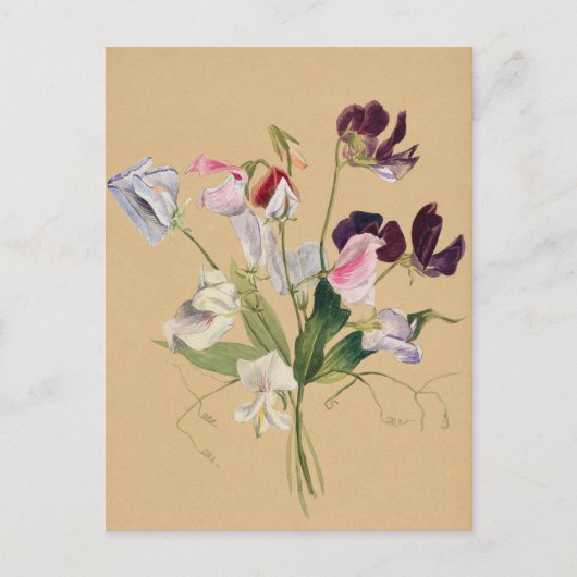 Schöne Vintage botanische Illustration Postkarte (Vorderseite)