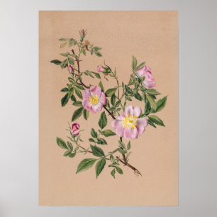 Schöne vintage botanische Illustrationsposter Poster