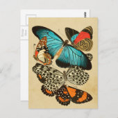Schöne Vintage Gartenschmetterlinge Postkarte (Vorne/Hinten)