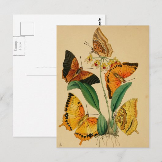 Schöne Vintage Gartenschmetterlinge Postkarte (Vorne/Hinten)