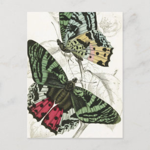 Schöne Vintage grüne rosa Garten Schmetterlinge Postkarte