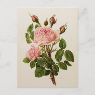Schöne Vintage-Rosen-Blumen-Botanik-Fine-Art Postkarte