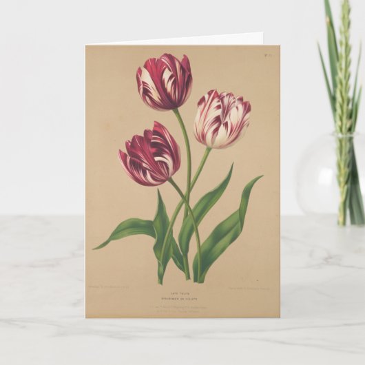 Schöne Vintage Tulips Osterkarte Karte (Vorderseite)